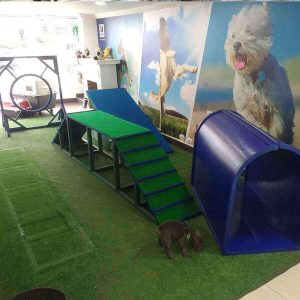 Pista de Obstáculos para Perros Agility Canino en Plástico