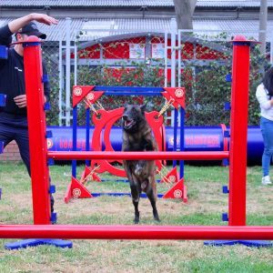 agility obstaculos obstaculos agility para perros parque agility para perros parque entrenamiento para perros pista de agility para perros pista de entrenamiento para perros pista de obstaculos para perros pistas de entrenamiento agility para perros pistas para perros area de juegos para perros aro de entrenamiento para perros aro de salto para perros balancin agility canino balancin para entrenamiento canino balancin para perros barra de salto entramiento canino barra de salto graduable barra de salto para perros comprar parque para perros empalizada de entranamiento para perros empalizada para perros juegos para perros en parques muro de entrenamiento para perros obstaculos agility obstaculos para perros parque agility parque atracciones para perros parque canino parque de juegos para mascotas parque de juegos para perros parque de mascotas parque juegos perros parque portatil para perros parques agility para perros parques caninos parques de perros parques para perros pasarela agility pasarela para entrenamiento de perros pista agility pista agility perros pista de juegos para perros pistas de agility rampa agility salto de longitud para entrenamiento de perros salto de longitud para perros slalon de entrenamiento para perros slalon para perros tunel de lona para perros tunel para perros viaducto de entrenamiento para perros circuito de entrenamiento para perros atracciones para perros