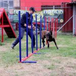 pista de agilidad para mascotas Agility eslalon