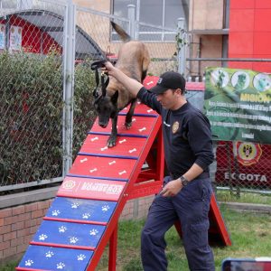 agility obstaculos obstaculos agility para perros parque agility para perros parque entrenamiento para perros pista de agility para perros pista de entrenamiento para perros pista de obstaculos para perros pistas de entrenamiento agility para perros pistas para perros area de juegos para perros aro de entrenamiento para perros aro de salto para perros balancin agility canino balancin para entrenamiento canino balancin para perros barra de salto entramiento canino barra de salto graduable barra de salto para perros comprar parque para perros empalizada de entranamiento para perros empalizada para perros juegos para perros en parques muro de entrenamiento para perros obstaculos agility obstaculos para perros parque agility parque atracciones para perros parque canino parque de juegos para mascotas parque de juegos para perros parque de mascotas parque juegos perros parque portatil para perros parques agility para perros parques caninos parques de perros parques para perros pasarela agility pasarela para entrenamiento de perros pista agility pista agility perros pista de juegos para perros pistas de agility rampa agility salto de longitud para entrenamiento de perros salto de longitud para perros slalon de entrenamiento para perros slalon para perros tunel de lona para perros tunel para perros viaducto de entrenamiento para perros circuito de entrenamiento para perros atracciones para perros